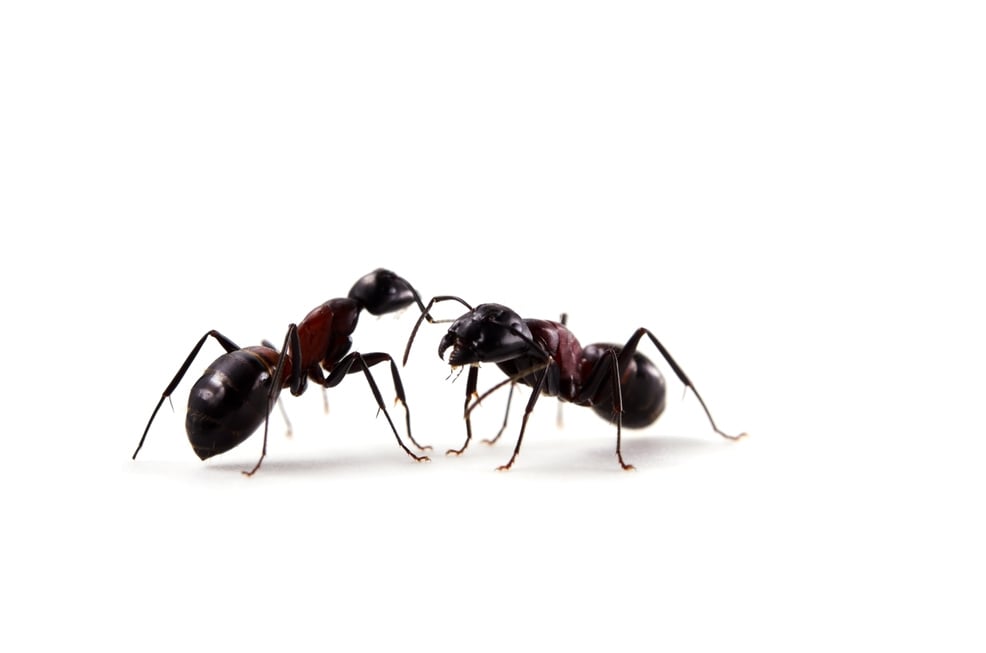 Ant